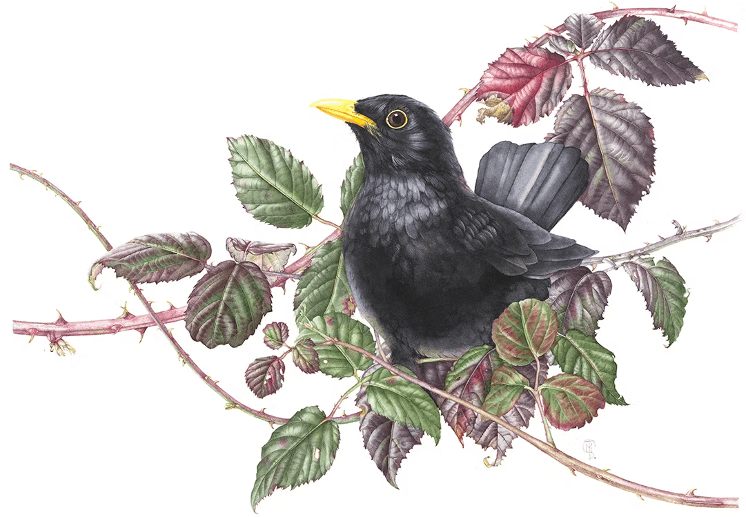 Blackbird on Bramble — fine art giclée print